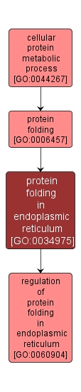 GO:0034975 - protein folding in endoplasmic reticulum (interactive image map)