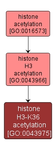 GO:0043975 - histone H3-K36 acetylation (interactive image map)