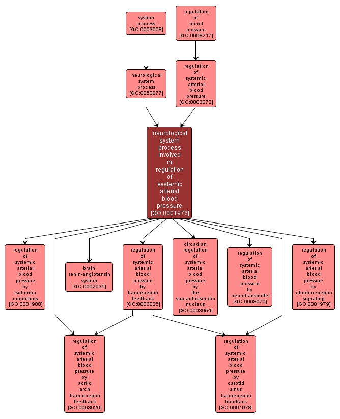 GO:0001976 - neurological system process involved in regulation of systemic arterial blood pressure (interactive image map)