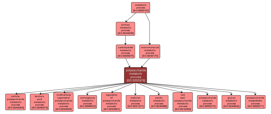 GO:0005976 - polysaccharide metabolic process (interactive image map)