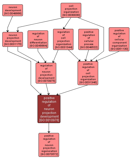 GO:0010976 - positive regulation of neuron projection development (interactive image map)