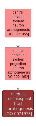 GO:0021976 - medulla reticulospinal tract morphogenesis (interactive image map)