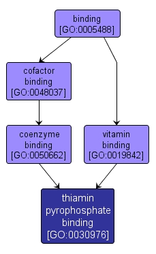 GO:0030976 - thiamin pyrophosphate binding (interactive image map)