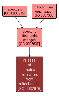 GO:0032976 - release of matrix enzymes from mitochondria (interactive image map)