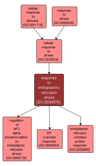 GO:0034976 - response to endoplasmic reticulum stress (interactive image map)