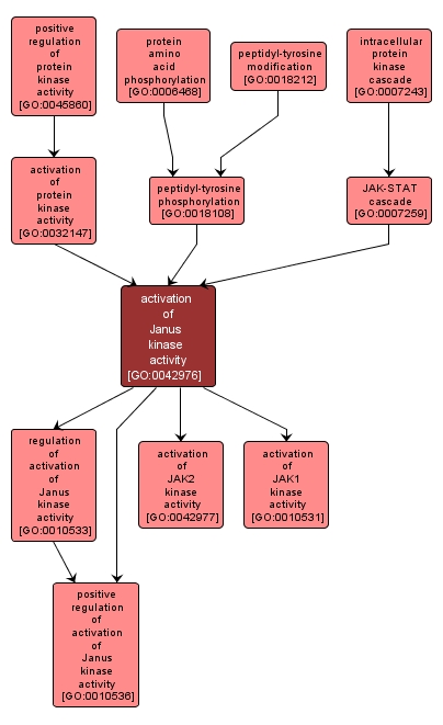 GO:0042976 - activation of Janus kinase activity (interactive image map)