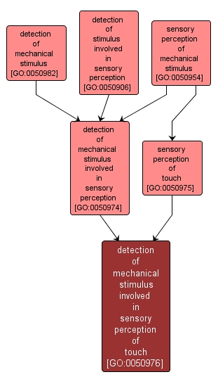 GO:0050976 - detection of mechanical stimulus involved in sensory perception of touch (interactive image map)