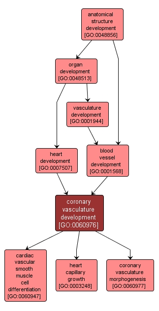 GO:0060976 - coronary vasculature development (interactive image map)