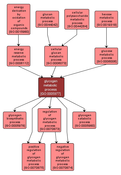 GO:0005977 - glycogen metabolic process (interactive image map)