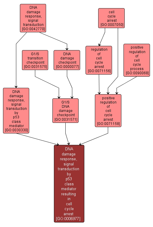GO:0006977 - DNA damage response, signal transduction by p53 class mediator resulting in cell cycle arrest (interactive image map)