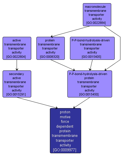 GO:0009977 - proton motive force dependent protein transmembrane transporter activity (interactive image map)