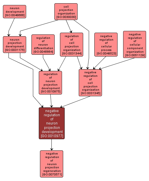 GO:0010977 - negative regulation of neuron projection development (interactive image map)