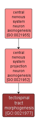 GO:0021977 - tectospinal tract morphogenesis (interactive image map)
