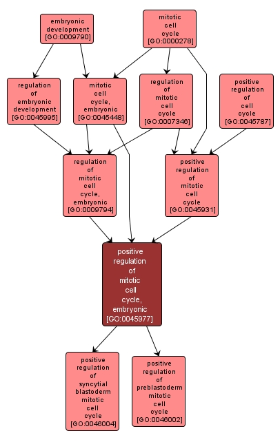 GO:0045977 - positive regulation of mitotic cell cycle, embryonic (interactive image map)