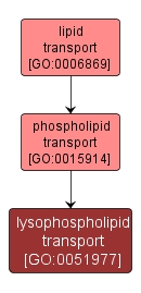 GO:0051977 - lysophospholipid transport (interactive image map)