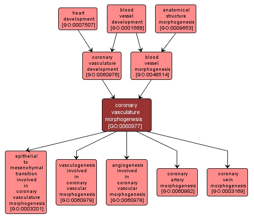 GO:0060977 - coronary vasculature morphogenesis (interactive image map)