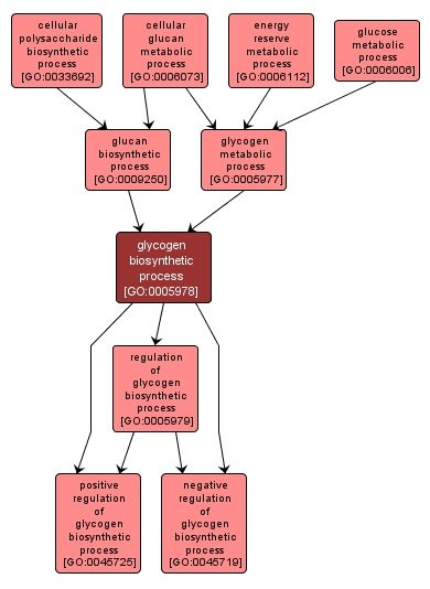 GO:0005978 - glycogen biosynthetic process (interactive image map)