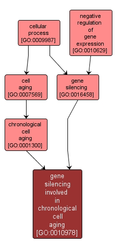GO:0010978 - gene silencing involved in chronological cell aging (interactive image map)
