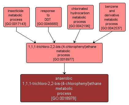 GO:0018978 - anaerobic 1,1,1-trichloro-2,2-bis-(4-chlorophenyl)ethane metabolic process (interactive image map)