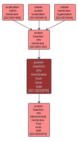 GO:0032978 - protein insertion into membrane from inner side (interactive image map)