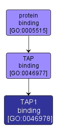 GO:0046978 - TAP1 binding (interactive image map)