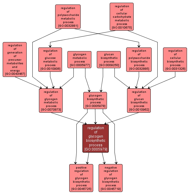 GO:0005979 - regulation of glycogen biosynthetic process (interactive image map)