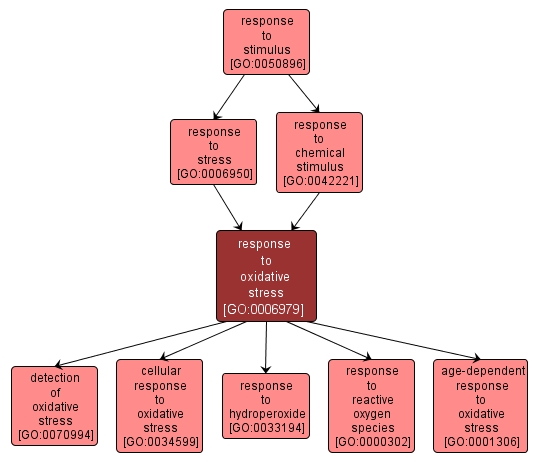 GO:0006979 - response to oxidative stress (interactive image map)