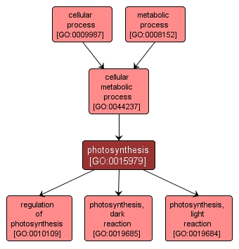 GO:0015979 - photosynthesis (interactive image map)