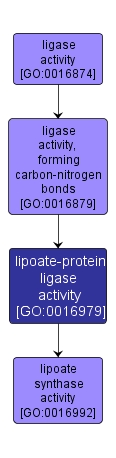 GO:0016979 - lipoate-protein ligase activity (interactive image map)