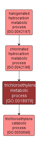 GO:0018979 - trichloroethylene metabolic process (interactive image map)