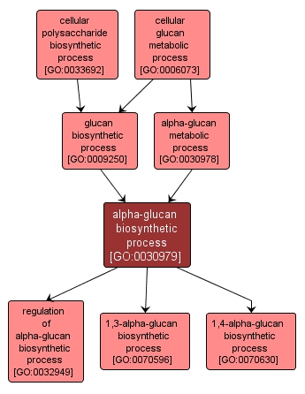 GO:0030979 - alpha-glucan biosynthetic process (interactive image map)