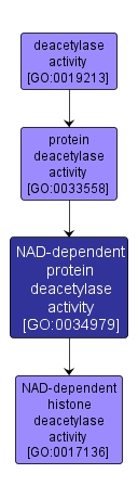 GO:0034979 - NAD-dependent protein deacetylase activity (interactive image map)