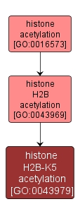 GO:0043979 - histone H2B-K5 acetylation (interactive image map)