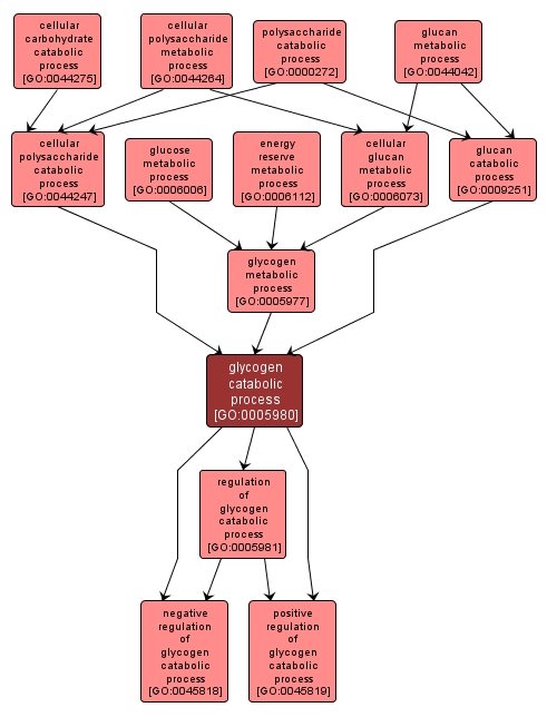 GO:0005980 - glycogen catabolic process (interactive image map)