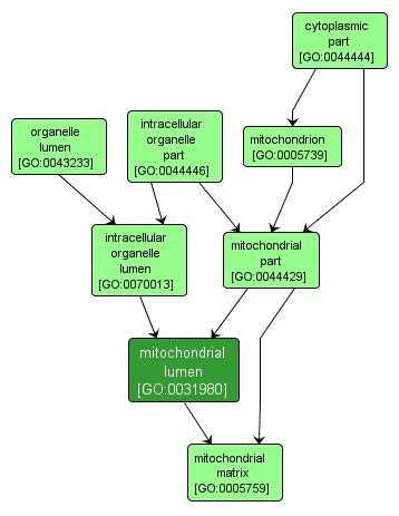 GO:0031980 - mitochondrial lumen (interactive image map)