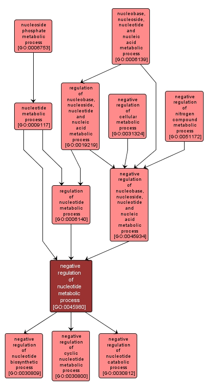 GO:0045980 - negative regulation of nucleotide metabolic process (interactive image map)