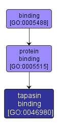 GO:0046980 - tapasin binding (interactive image map)