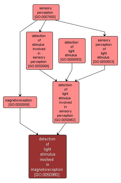 GO:0050980 - detection of light stimulus involved in magnetoreception (interactive image map)