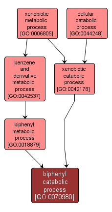 GO:0070980 - biphenyl catabolic process (interactive image map)