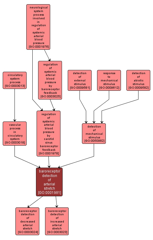 GO:0001981 - baroreceptor detection of arterial stretch (interactive image map)