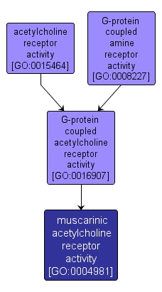 GO:0004981 - muscarinic acetylcholine receptor activity (interactive image map)