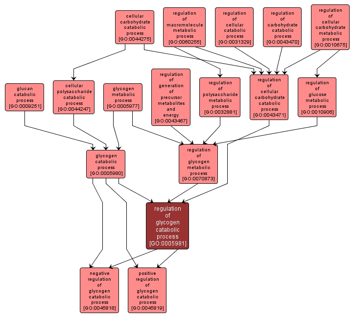 GO:0005981 - regulation of glycogen catabolic process (interactive image map)