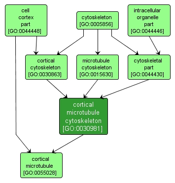 GO:0030981 - cortical microtubule cytoskeleton (interactive image map)