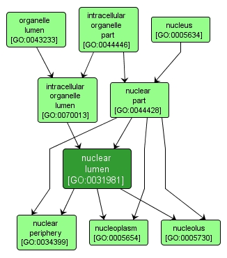 GO:0031981 - nuclear lumen (interactive image map)