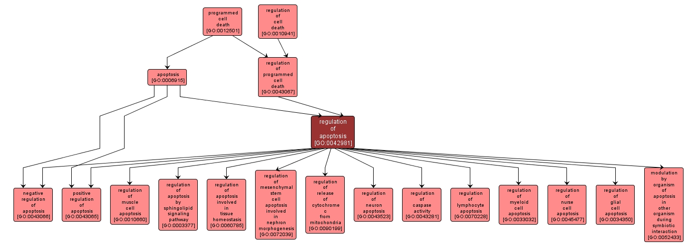 GO:0042981 - regulation of apoptosis (interactive image map)