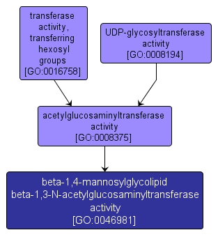 GO:0046981 - beta-1,4-mannosylglycolipid beta-1,3-N-acetylglucosaminyltransferase activity (interactive image map)