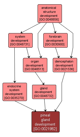 GO:0021982 - pineal gland development (interactive image map)