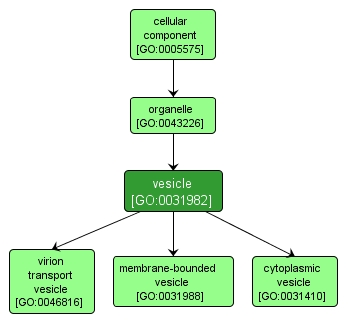 GO:0031982 - vesicle (interactive image map)