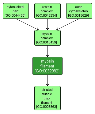 GO:0032982 - myosin filament (interactive image map)