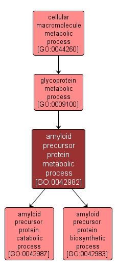 GO:0042982 - amyloid precursor protein metabolic process (interactive image map)
